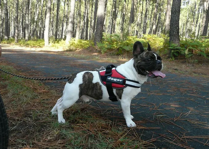 Blue Ocean Moliets-et-Maa